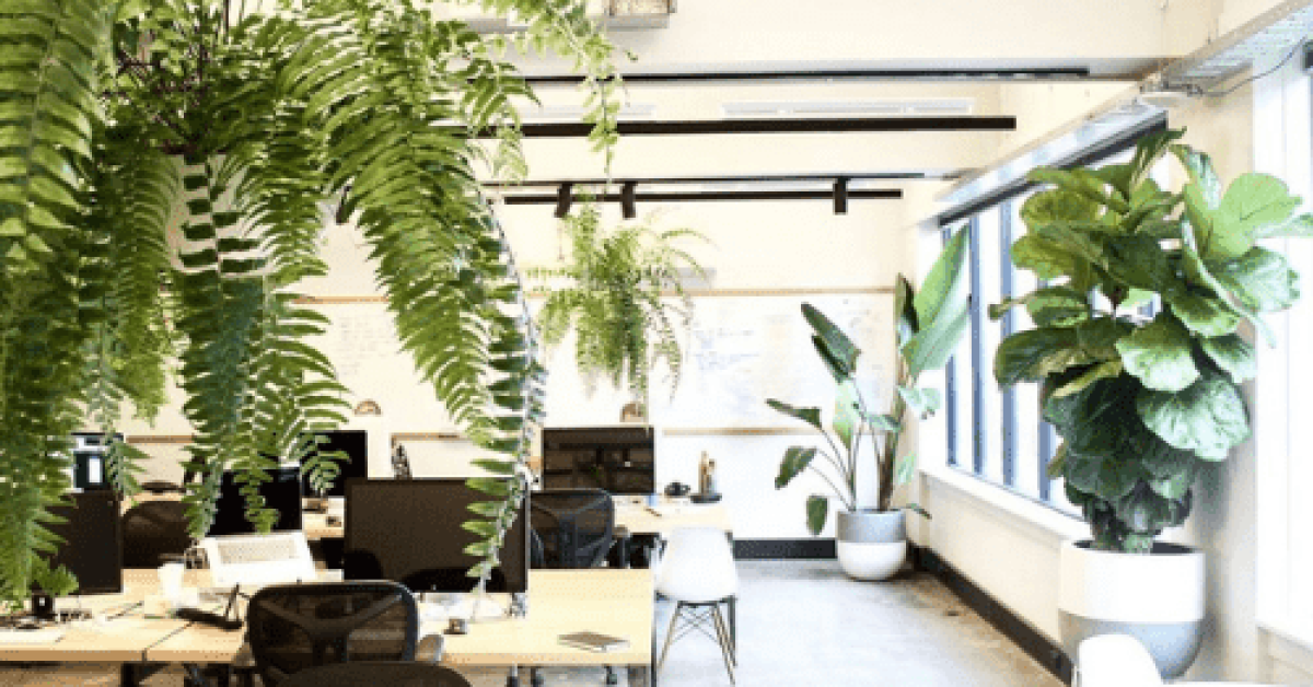plantas en la oficina