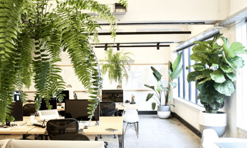 plantas en la oficina